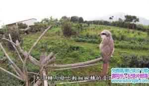 ̨幫ӡͥԺĲ Shrike In The Courtyard-