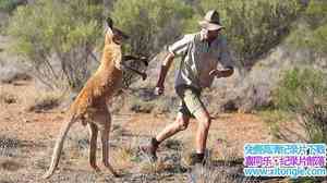 BBC¼ƬȻ:˵ The Natural World: Kangaroo DundeeӢ-