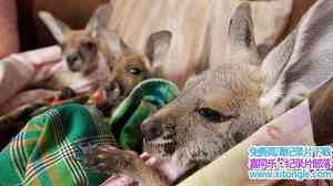 BBC¼ƬȻ:˵ The Natural World: Kangaroo DundeeӢ-