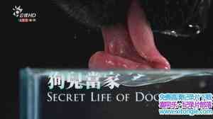 BBC¼Ƭ/ The Secret Life of the Dog-