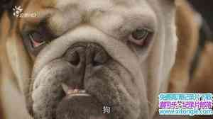 BBC¼Ƭ/ The Secret Life of the Dog-