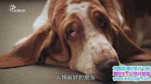 BBC¼Ƭ/ The Secret Life of the Dog-