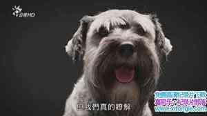 BBC¼Ƭ/ The Secret Life of the Dog-