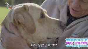 BBC¼Ƭ/ The Secret Life of the Dog-