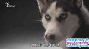 BBC¼Ƭ/ The Secret Life of the Dog-