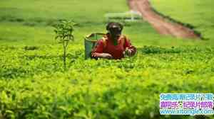 BBC¼ƬɡһѰ The Tea Trail with Simon ReeveӢ-