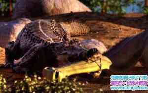 ҵʷǰ Wild When Crocs Ate DinosaursӢ-