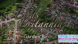 BBC¼Ƭе ԰ Birds Britannia Garden BirdsӢ˫-