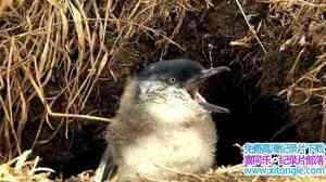 BBC¼Ƭ쵺 Penguin Islandȫ6-