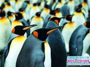 BBC¼Ƭ쵺 Penguin Islandȫ6-