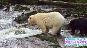 BBC¼Ƭһ Spirit Bear FamilyӢ-