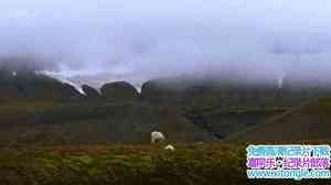 BBC¼ƬҺͱһ The Polar Bear Familyȫ3-