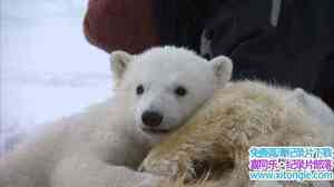 BBC¼ƬҺͱһ The Polar Bear Familyȫ3-