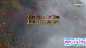 µ¼ƬСoǻ The Year of the HedgehogӢ˫-