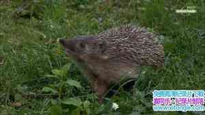 µ¼ƬСoǻ The Year of the HedgehogӢ˫-