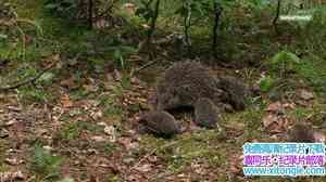 µ¼ƬСoǻ The Year of the HedgehogӢ˫-