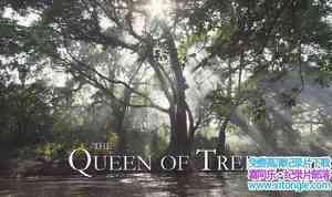 BBC/NHK/PBS/ZDFϼ¼Ƭ֮Ů The Queen of Trees 2005ӢӢ-