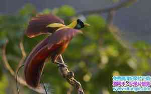 BBC¼ƬȻ / Natural World: Birds of ParadiseӢӢ˫-