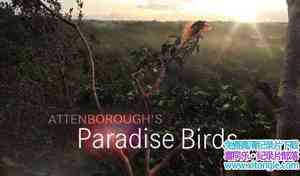 BBC¼ƬȻ / Natural World: Birds of ParadiseӢӢ˫-