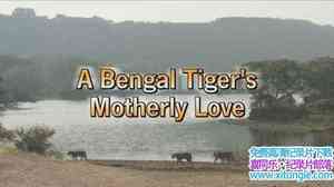 ̽Ƶϼĸ A Bengal Tigers Motherly Love 2008Ӣ-