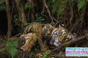 ̽Ƶϼĸ A Bengal Tigers Motherly Love 2008Ӣ-