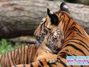 ̽Ƶϼĸ A Bengal Tigers Motherly Love 2008Ӣ-