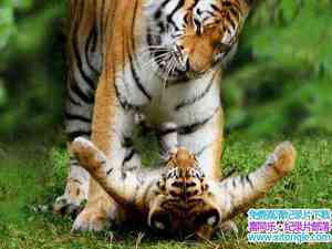 ̽Ƶϼĸ A Bengal Tigers Motherly Love 2008Ӣ-