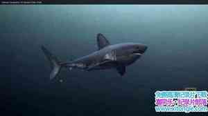 ҵ˹ɱ Alaskan Killer Shark 2009Ӣ-