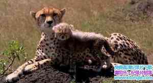 BBC¼Ƭʨ Big Cat Week 2006-