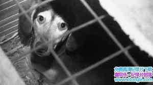 BBC¼ƬӢﹷ׽ Panorama Britains Puppy Dealers Exposed 2016Ӣ-