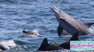 BBC¼Ƭĺ Dolphins-Deep Thinkers 2005Ӣ-