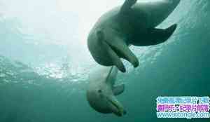 BBC¼Ƭĺ Dolphins-Deep Thinkers 2005Ӣ-