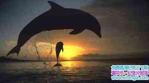 BBC¼Ƭĺ Dolphins-Deep Thinkers 2005Ӣ-