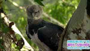 BBC¼ƬȻ Natural World 2013ȫ7-