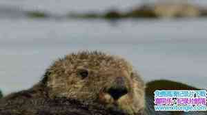 BBC¼ƬȻ ̡İ򱦱 Sea Otters: A Million Dollar Baby-