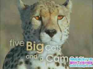 BBC¼Ƭͷǰ廢 World Five Big Cats and a Camera 2004-