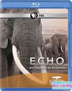 BBC¼Ƭ ޷ Echo An Unforgettable Elephant 2010Ӣ-