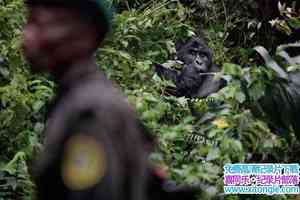 ҵıɱ Gorilla Murders 2009Ӣ-