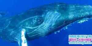 ҵͷ֮ Humpbacks Cracking The Code 2009Ӣ-