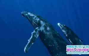 ҵͷ֮ Humpbacks Cracking The Code 2009Ӣ-