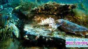 IMAX¼Ƭ Deep Sea 2006Ӣ-