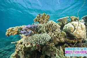 IMAX¼Ƭ Under The Sea 2009Ӣ-