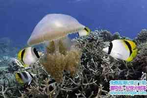 IMAX¼Ƭ Under The Sea 2009Ӣ-