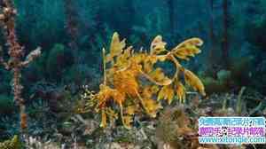 IMAX¼Ƭ Under The Sea 2009Ӣ-