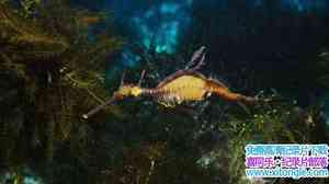 IMAX¼Ƭ Under The Sea 2009Ӣ-