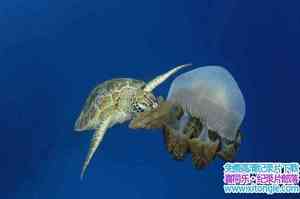 IMAX¼Ƭ Under The Sea 2009Ӣ-