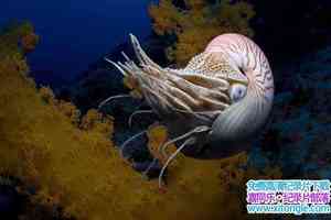 IMAX¼Ƭ Under The Sea 2009Ӣ-