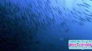 IMAX¼ƬҰԺ Wild Ocean 2008Ӣ-