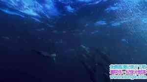 IMAX¼ƬҰԺ Wild Ocean 2008Ӣ-