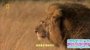 ҵعصʨ Lions Behaving Badly 2008Ӣ-